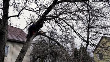 un persona, hombre, arbolista es el cortar y corte un árbol en frente de un casa debajo el nublado invierno cielo, alterando el natural paisajismo video