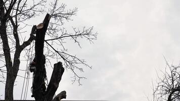 un persona, hombre, arbolista es el cortar y corte un árbol en frente de un casa debajo el nublado invierno cielo, alterando el natural paisajismo video