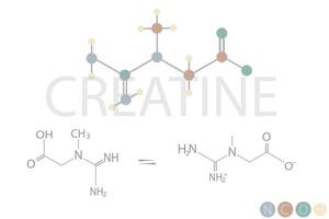 creatina molecular esquelético químico fórmula vector