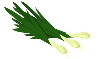 A fresh green onion band with a crispy texture shows off its vibrant colors. It can be used in cooking blogs, recipe books, emphasizing the freshness of green onions in various dishes vector