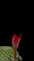 cactus flor floreciente vertical hora lapso . video