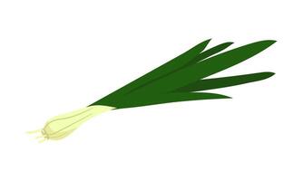 Fresh green onions with onions, showing off their bright colors crispy texture. It can be used in cooking blogs, recipe books or marketing materials, the freshness of green onions in various dishes vector