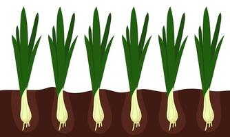 Fresh green onions growing in the ground show their bright colors, the group. A number of green onions grow in the ground, emphasizing the freshness of green onions in various dishes. Natural products vector