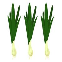 Fresh green onions with a crispy texture show off their bright colors, a group. It can be used in cooking blogs, recipe books, emphasizing the freshness of green onions in various dishes. vector