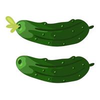 Fresh small two cucumbers are isolated, suitable for the image of fresh products from the garden. Gherkins. Ideal for cooking graphics, salad recipes, healthy lifestyle blogs. illustration vector