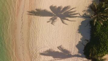 Aerial top down view of minimalist palm tree shadows. Tropical beach in Punta Cana. Sandy beach with palms and turquoise transparent ocean video