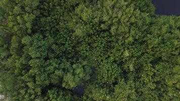 Antenne Aussicht von Umwelt Krise im das Urwald - - zeigen Müll entsorgen, Verschmutzung, verlassen Maschinen, und ökologisch Schaden. Drohne Kamera sinkt ab während Erfassen das Szene von über video