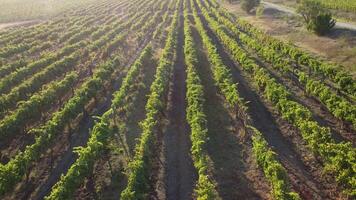 aéreo Visão do vinhas campo plantação em pôr do sol. cinematográfico zangão aéreo Visão em verde terras altas vale interior. eco agricultura dentro selvagem natureza panorama. turismo, viagem conceito. video