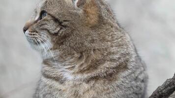 A cute happy grey tabby kitten lies and rests on the floor of the park in the rays of sunlight, looks at the camera, wiggles its ears and enjoys the morning sun. video