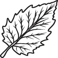 Leaf coloring pages. Leaf outline for coloring book vector