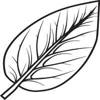 Leaf coloring pages. Leaf outline for coloring book vector