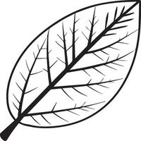 Leaf coloring pages. Leaf outline for coloring book vector