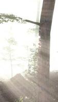 Panoramic view of the majestic forest in a morning fog video