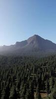 bosque de pinos en las montañas de la isla griega video