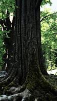 vista detalhada de perto em uma textura de terra de floresta com musgo video