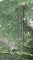 pioggia foresta nel centrale America video