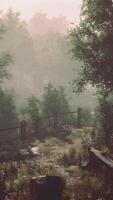 místico bosque con niebla y brillante detrás arboles video