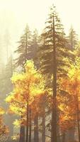 Radiant coniferous forest in the mountains during fall sunset video