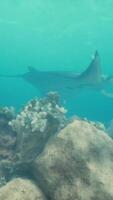 manta rayo se desliza sin esfuerzo terminado un fascinante coral arrecife en el claro aguas video