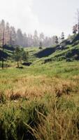 Zwitserse Alpen met groene alpenweide op een heuvel en omgeven door dennenbossen video