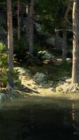 un asombroso alpino vista, con un sereno lago y imponente árboles de hoja perenne video