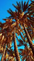 tropische Palmen von unten video