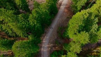 deux cyclistes équitation sur non pavé route dans conifère forêt dans montagnes dans ensoleillé temps aérien voir. deux cyclistes en voyageant le long de saleté Piste dans pin les bois avec grand des arbres dans Alpes drone voir. video