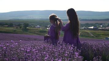 Lavender, field, walking - Two lady in violet dress, traverse purple blossoms, vast open space, daylight, nature beauty. Mother and daughter hand-in-hand move amidst purple flora, expansive rural area video