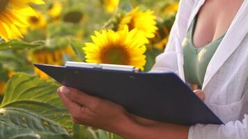 mujer girasol campo mujer agrónomo y granjero inspeccionar cultivado girasoles a atardecer, agrícola cosecha administración concepto. lento movimiento video