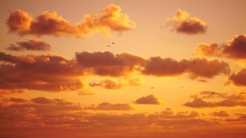 een kudde van meeuwen vlieg in warm zonsondergang lucht over- de oceaan. silhouetten van meeuwen vliegend in langzaam beweging met de zee in de achtergrond Bij zonsondergang. avond. niemand. vrijheid concept. video