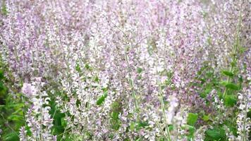 campo de hierba sabio - salvia esclarea en floración, cultivado a extraer el esencial petróleo y Miel. granjero orgánico campo con florecer sabio plantas, relajante naturaleza vista. cerca arriba. selectivo enfocar. video