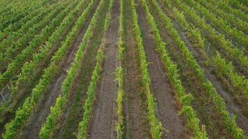 Aerial view of vineyards field plantation on sunset. Cinematic drone aerial view on Green highland valley countryside. Eco farming in wild nature landscape. Tourism, travel concept. video