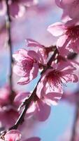 A close up of a pink flower peach tree spring bloom. video