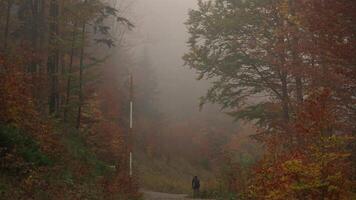 maschio ciclista equitazione salita su ghiaia bicicletta Visualizza a partire dal indietro nel autunno nel foresta con giallo le foglie nel montagne di Germania, Baviera regione. bikepacker ciclista nel montagnoso campagna nel boschi autunno. video