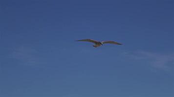 rebaño de gaviotas en arenoso playa por Oceano en Oporto, Portugal en soleado clima a puesta de sol. gaviotas volador en el playa. atlántico Oceano y público playa y lozano océano. aves en un Oceano playa. video