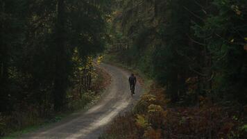 männlich Radfahrer Reiten bergauf auf Kies Fahrrad Aussicht von zurück im Herbst im Wald mit Gelb Blätter im Berge von Deutschland, Bayern Region. Bikepacker Radfahrer im bergig Landschaft im Wald fallen. video