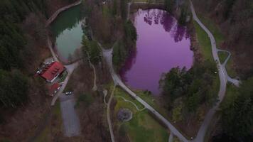 Rare thing natural spectacle Gipsbruchweiher pond in Allgau glows purple in Fussen, Bavaria, Germany. Lake from gypsum quarry shimmers with intense violet color. Phenomenon caused by purple bacteria. video