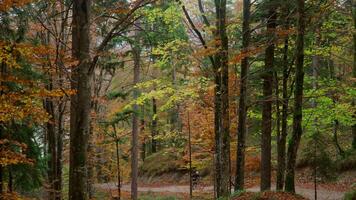 fatigué Masculin cycliste tire gravier vélo en haut raide colline dans l'automne dans forêt avec Jaune feuilles dans Bavière, Allemagne. homme en marchant en haut colline avec le sien vélo dans dense forêt dans automne. en voyageant par vélo. video