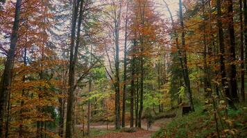 Tired male cyclist pulls gravel bicycle up steep hill in autumn in forest with yellow leaves in Bavaria, Germany. Man walking up hill with his bicycle in dense forest in fall. Traveling by bicycle. video