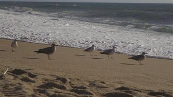 flock av seagulls på sandig strand förbi hav i Porto, portugal i solig väder på solnedgång. seagulls flygande på de strand. atlanten hav och offentlig strand och frodig hav. fåglar på ett hav strand. video