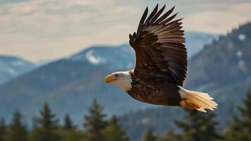 un Aigle en volant plus de une Montagne forêt video