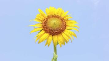 Slow motion field sunflower background video