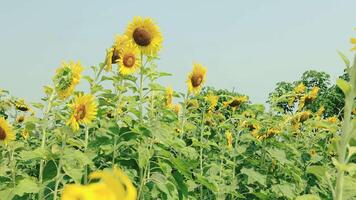 lindo amarelo girassol dentro a campo, natureza campo às pôr do sol dentro verão fundo video