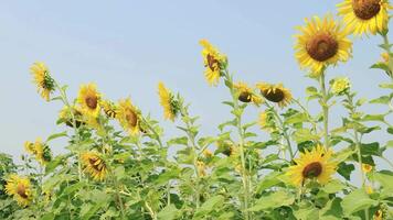 hermosa amarillo girasol en el campo, naturaleza campo a puesta de sol en verano antecedentes video