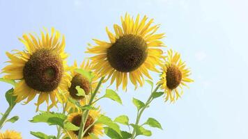 Slow motion field sunflower background video