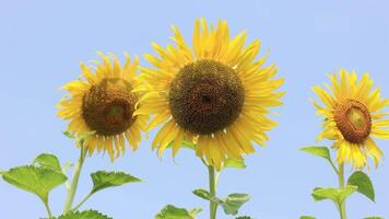 lento movimiento campo girasol antecedentes video