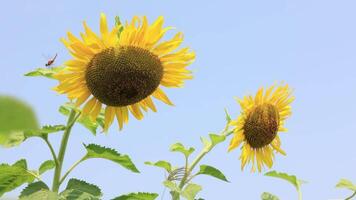 Beautiful yellow sunflower in the field in summer video