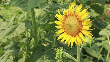 Slow motion field sunflower background video