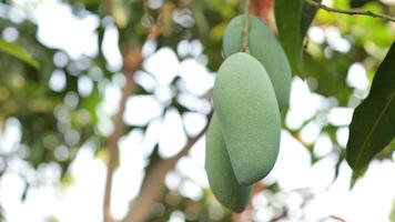 lento movimiento mango en árbol video