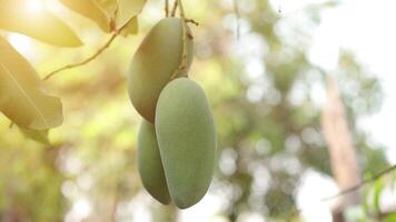 schleppend Bewegung Mango auf Baum video